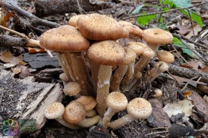 Armillaria ostoyae (10).jpg